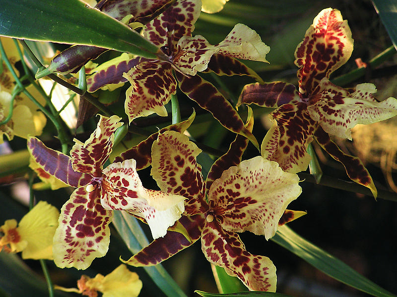 Orchidea.20.JPG - OLYMPUS DIGITAL CAMERA